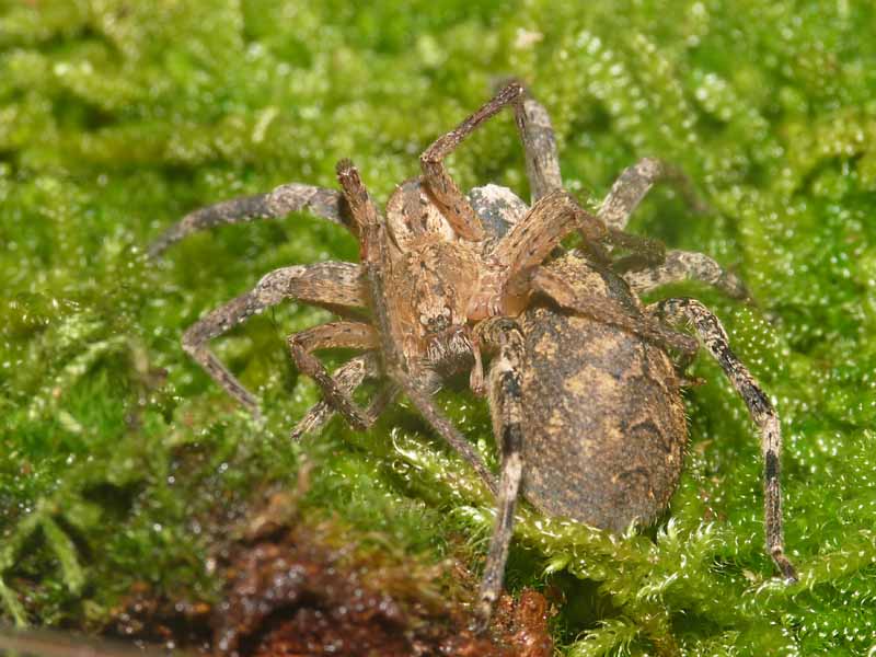 Zoropsis spinimana